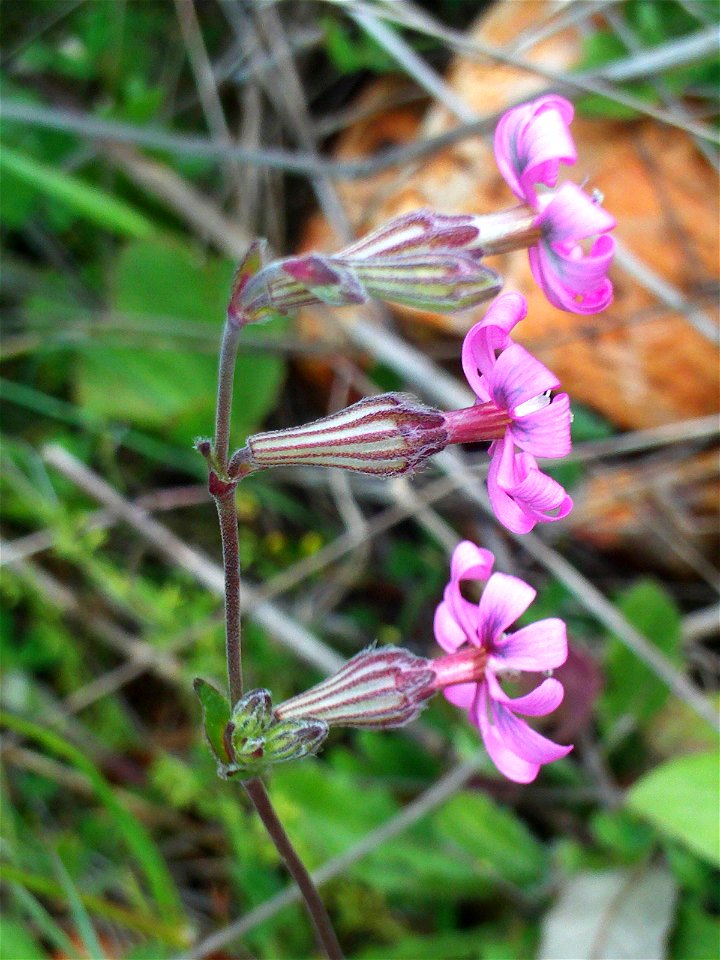 Silene colorata Flowers side close up, Dehesa Boyal de Puertollano, Spain