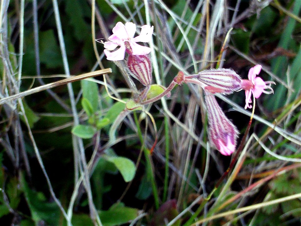 Silene colorata Plant, Dehesa Boyal de Puertollano, Spain