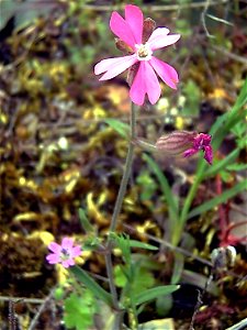 Silene colorata flowers closeup, Sierra Madrona, Spain