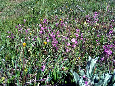 Silene colorata habitat, Campo de Calatrava, Spain