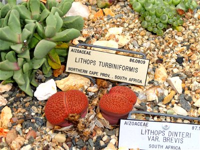 Lithops dinteri specimen in the University of California Botanical Garden, Berkeley, California, USA.