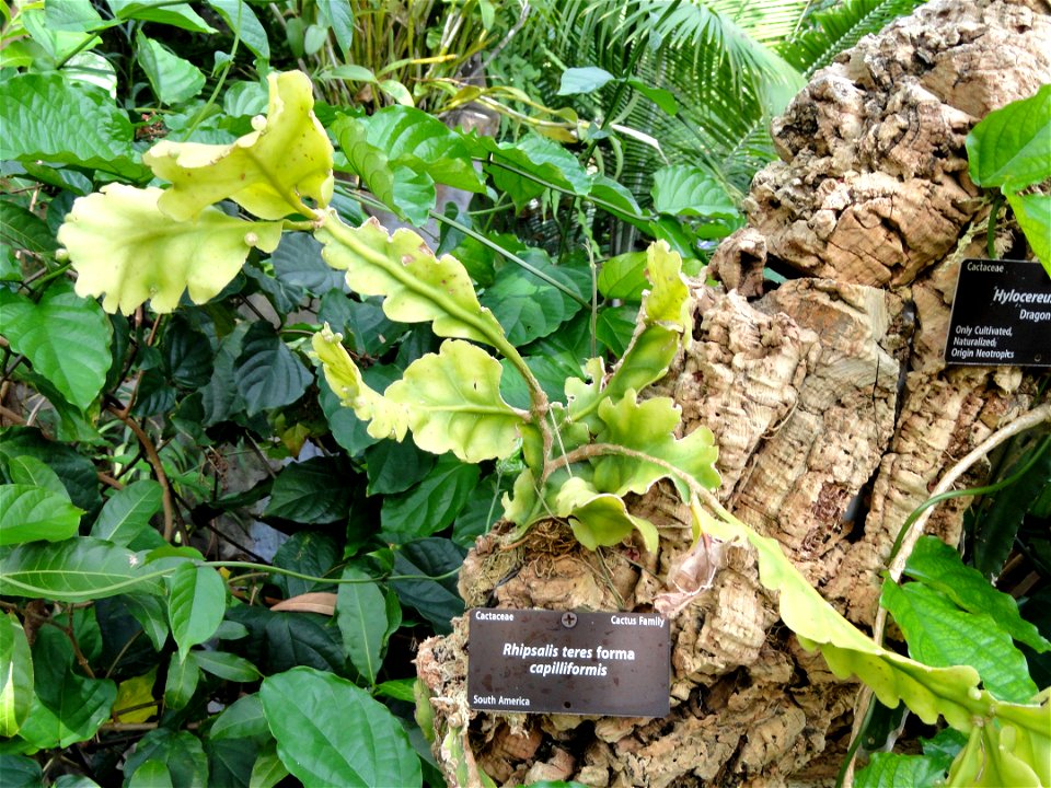 Rhipsalis teres forma capilliformis. Botanical specimen in the Denver Botanic Gardens, 1007 York Street, Denver, Colorado, USA.