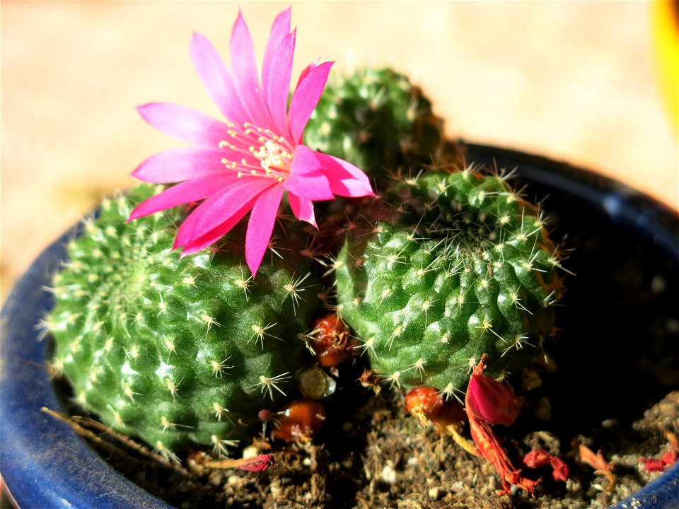Rebutia with pink flower. Probably R. minuscula.