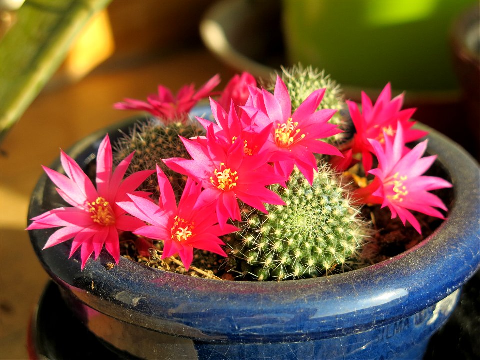 Rebutia with pink flowers. Probably R. minuscula.