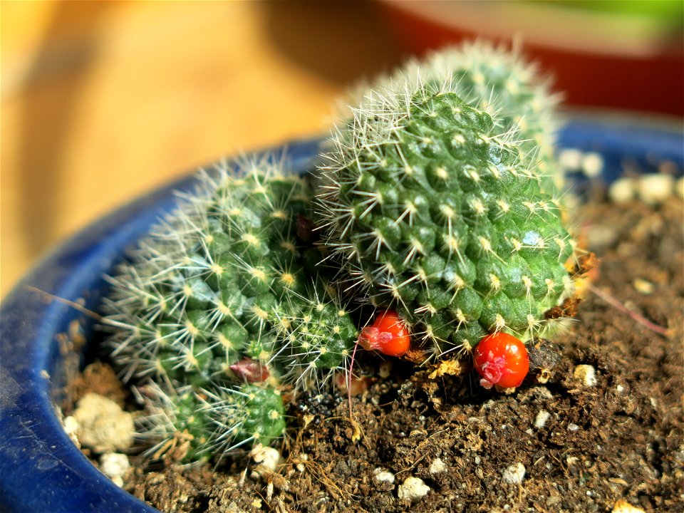 Rebutia with pink flowers with pod of seeds.