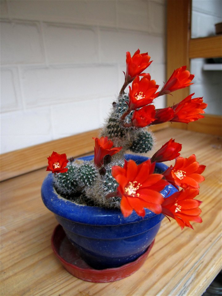 Rebutia with red flowers. Probably R. minuscula. Near Paris. Easily flowerishing if fresh (+5°C) and dry winter. Originally, the plant was flattened as are the specimens of the species. But over time,