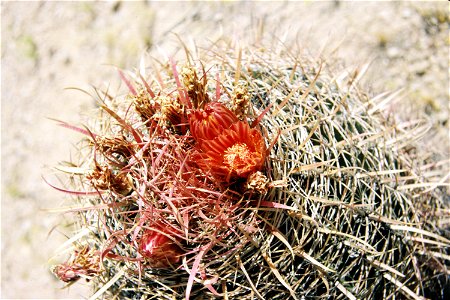 Ferocactus gracilis photo