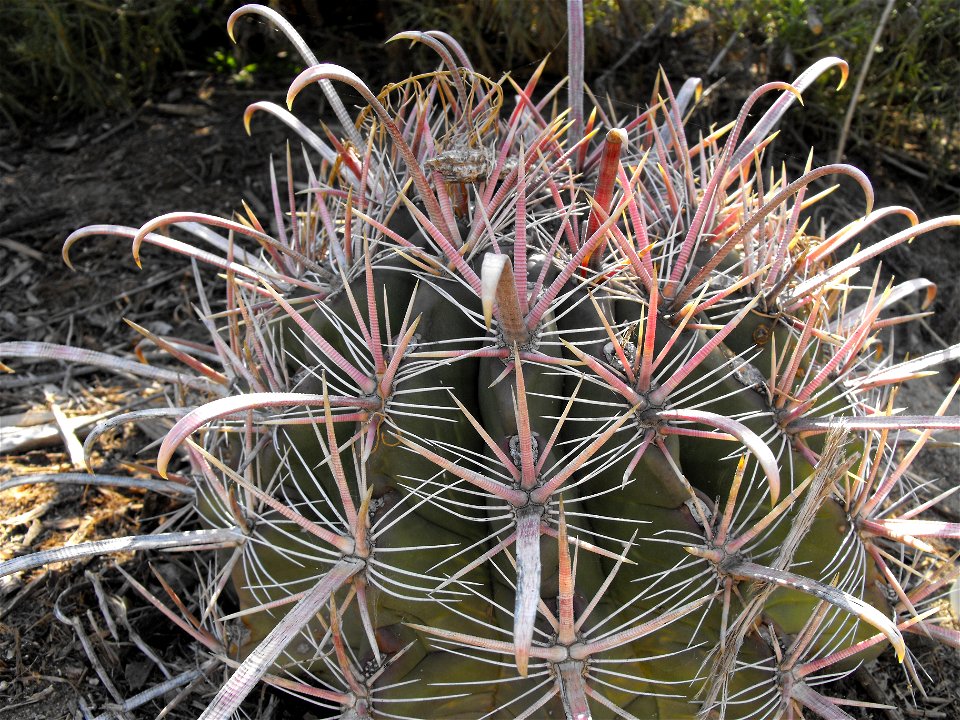 Ferocactus gracilis at Quail Botanical Gardens in Encinitas, California, USA.