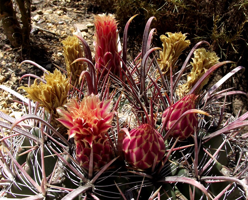 Ferocactus gracilis at the San Diego Botanic Garden, Encinitas, California, USA. Identified by sign.