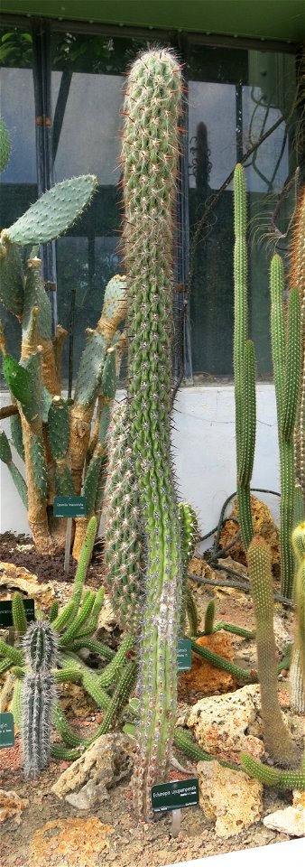 Echinopsis uyupampensis in the greenhouses of the Jardin des Plantes de Paris. Plant identified by its botanic label.