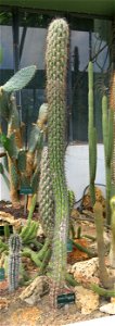 Echinopsis uyupampensis in the greenhouses of the Jardin des Plantes de Paris. Plant identified by its botanic label.