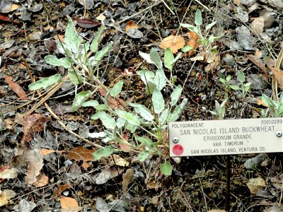 Eriogonum grande var. timorum specimen in the University of California Botanical Garden, Berkeley, California, USA. photo