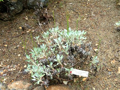 Eriogonum grande var. timorum specimen in the University of California Botanical Garden, Berkeley, California, USA. photo