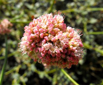 Eriogonum grande var. rubescens at the San Diego Wild Animal Park, Escondido, California, USA.