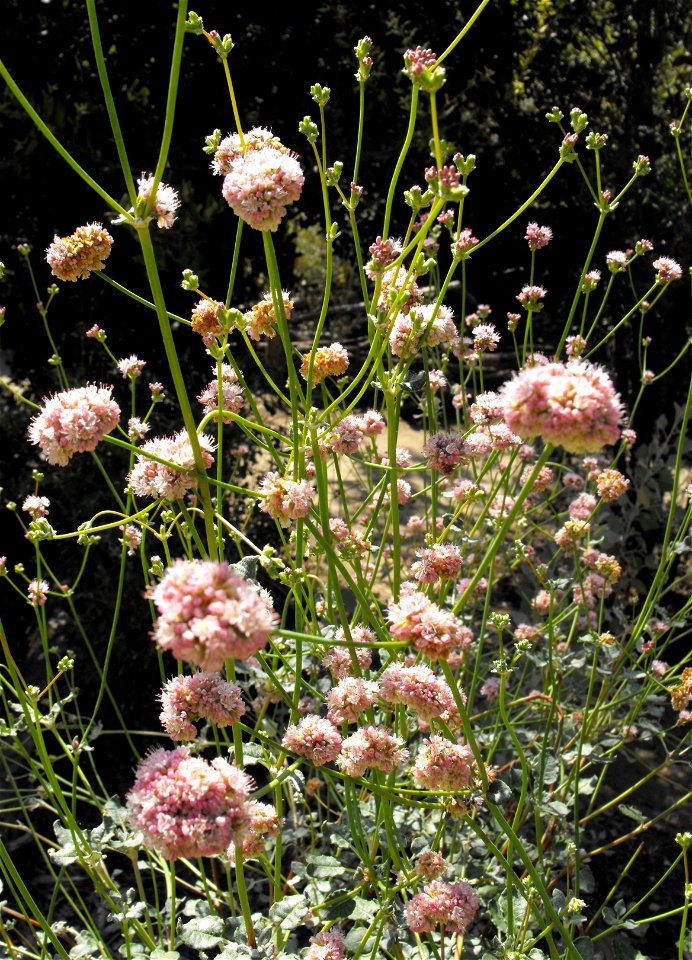 Eriogonum grande var. rubescens at the San Diego Wild Animal Park, Escondido, California, USA.