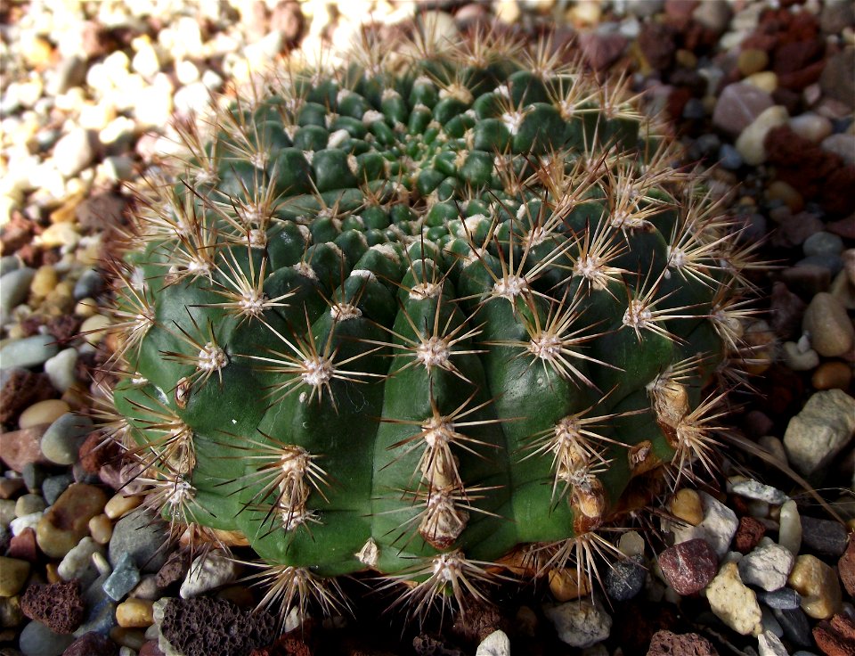 Echinopsis kermesina at the Volunteer Park Conservatory, Seattle, Washington, USA. Identified by sign.