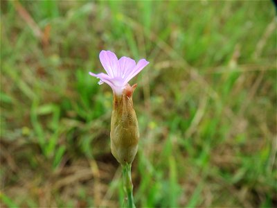 Sprossende Felsennelke (Petrorhagia prolifera) im Naturschutzgebiet Gewann Frankreich-Wiesental