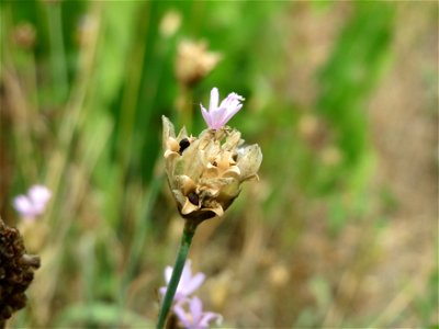 Sprossende Felsennelke (Petrorhagia prolifera) auf der Friedenshöhe (Naturschutzgebiet Oftersheimer Dünen) photo