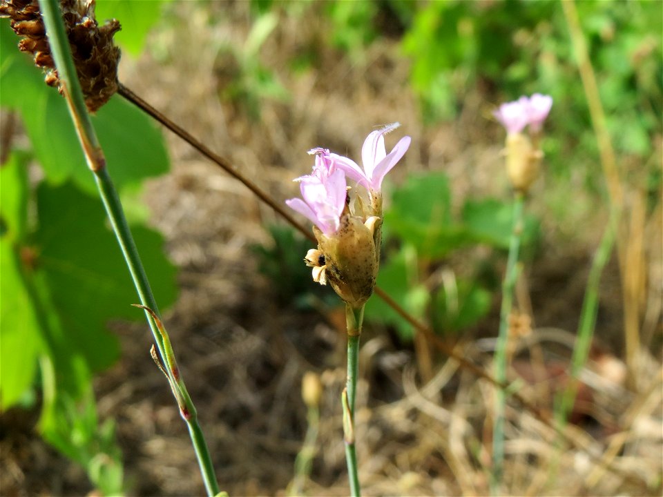 Sprossende Felsennelke (Petrorhagia prolifera) auf der Friedenshöhe (Naturschutzgebiet Oftersheimer Dünen)