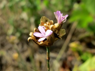 Sprossende Felsennelke (Petrorhagia prolifera) auf der Friedenshöhe (Naturschutzgebiet Oftersheimer Dünen)