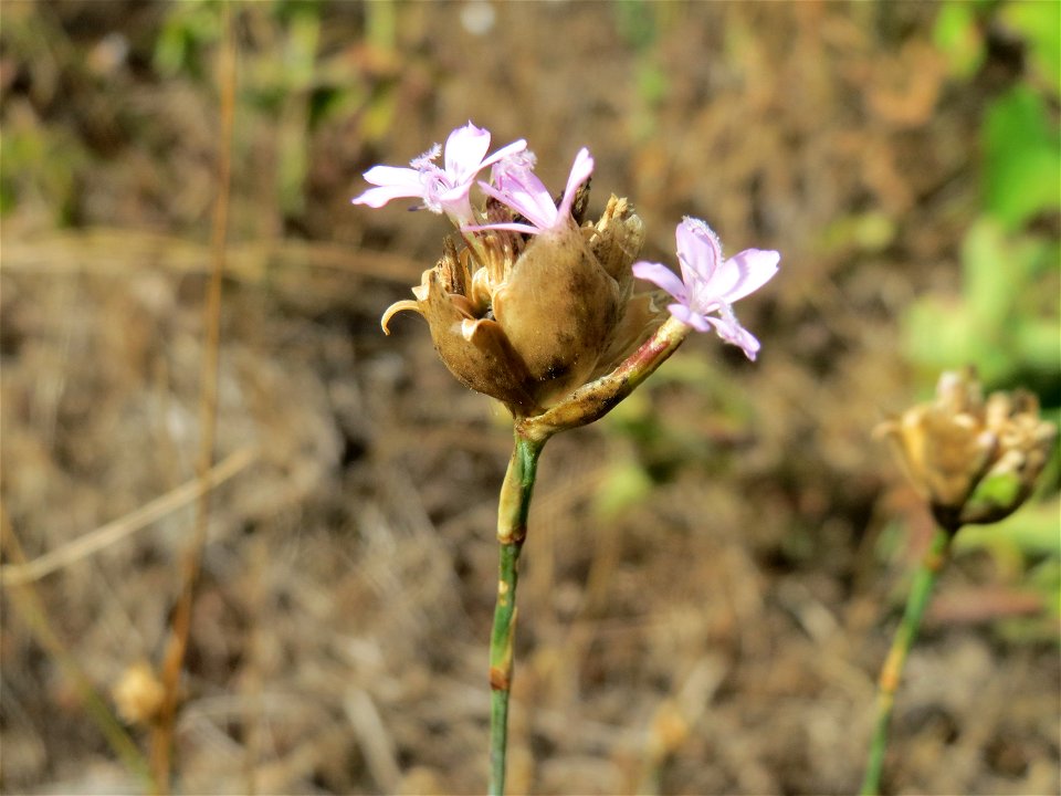 Sprossende Felsennelke (Petrorhagia prolifera) auf der Friedenshöhe (Naturschutzgebiet Oftersheimer Dünen)