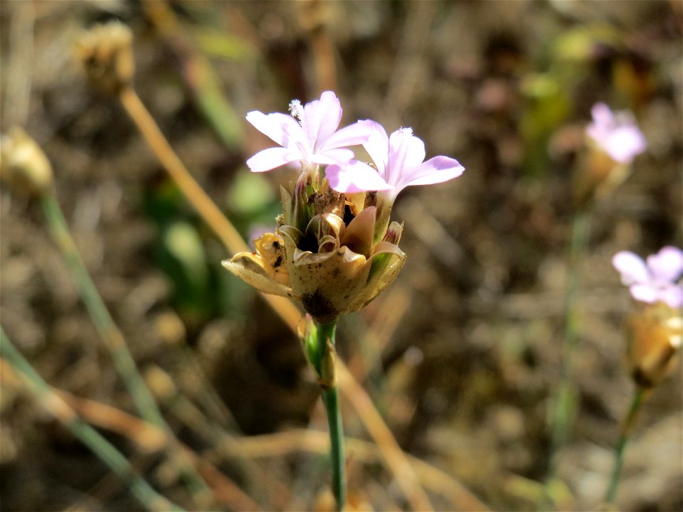 Sprossende Felsennelke (Petrorhagia prolifera) auf der Friedenshöhe (Naturschutzgebiet Oftersheimer Dünen)