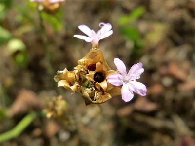 Sprossende Felsennelke (Petrorhagia prolifera) auf der Friedenshöhe (Naturschutzgebiet Oftersheimer Dünen)
