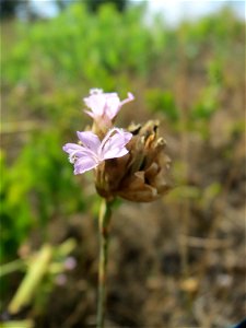Sprossende Felsennelke (Petrorhagia prolifera) auf der Friedenshöhe (Naturschutzgebiet Oftersheimer Dünen)