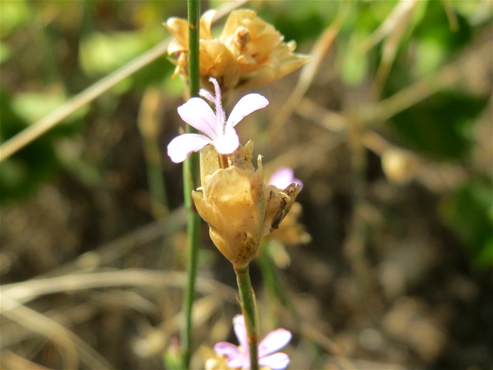 Sprossende Felsennelke (Petrorhagia prolifera) auf der Friedenshöhe (Naturschutzgebiet Oftersheimer Dünen)