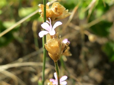 Sprossende Felsennelke (Petrorhagia prolifera) auf der Friedenshöhe (Naturschutzgebiet Oftersheimer Dünen)