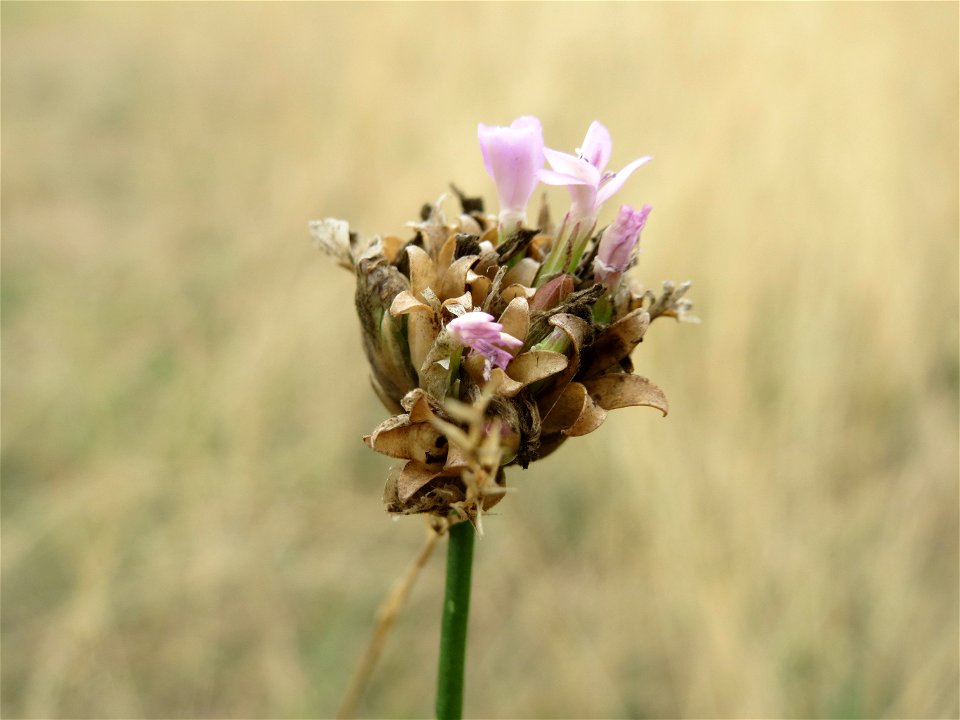 Sprossende Felsennelke (Petrorhagia prolifera) im Schwetzinger Hardt