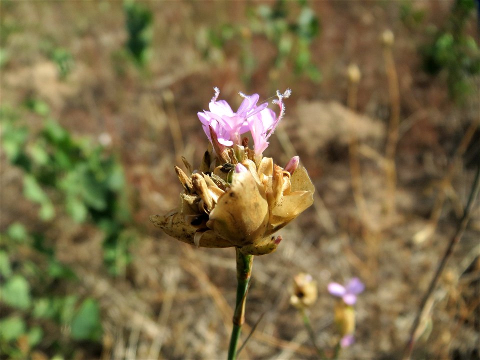 Sprossende Felsennelke (Petrorhagia prolifera) auf der Friedenshöhe (Naturschutzgebiet Oftersheimer Dünen)
