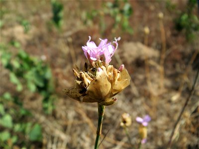 Sprossende Felsennelke (Petrorhagia prolifera) auf der Friedenshöhe (Naturschutzgebiet Oftersheimer Dünen)