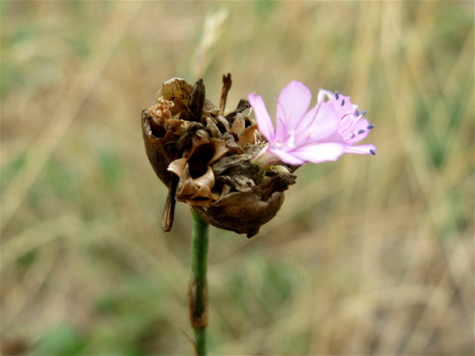 Sprossende Felsennelke (Petrorhagia prolifera) im Schwetzinger Hardt