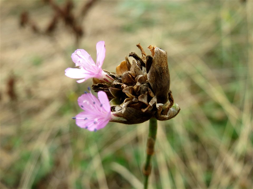 Sprossende Felsennelke (Petrorhagia prolifera) im Schwetzinger Hardt