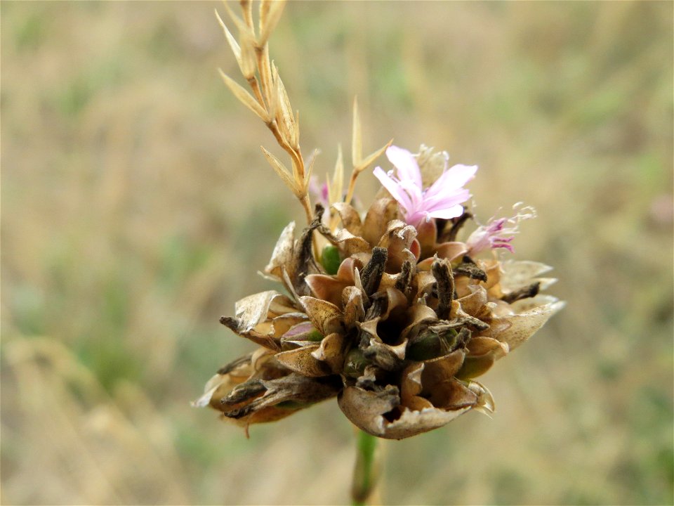 Sprossende Felsennelke (Petrorhagia prolifera) im Schwetzinger Hardt