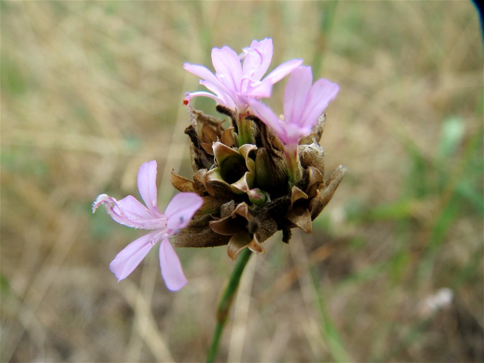 Sprossende Felsennelke (Petrorhagia prolifera) im Schwetzinger Hardt