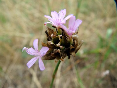 Sprossende Felsennelke (Petrorhagia prolifera) im Schwetzinger Hardt