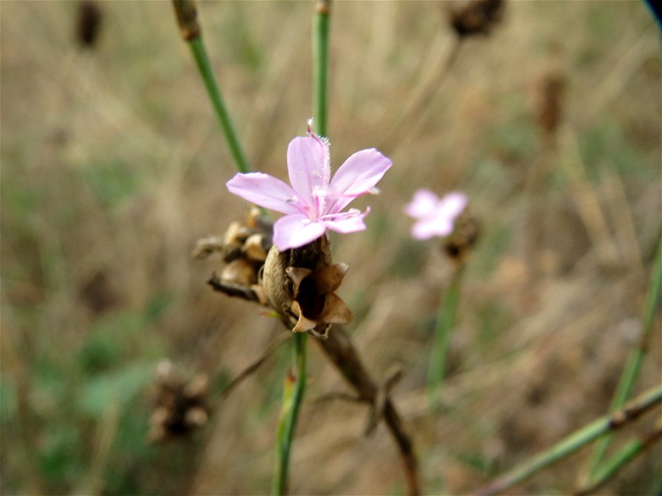 Sprossende Felsennelke (Petrorhagia prolifera) im Schwetzinger Hardt