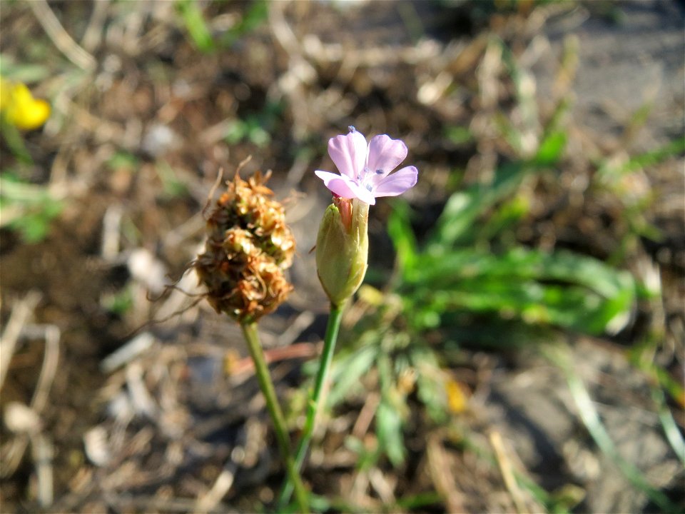 Sprossende Felsennelke (Petrorhagia prolifera) an der Saar in Saarbrücken
