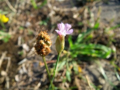Sprossende Felsennelke (Petrorhagia prolifera) an der Saar in Saarbrücken