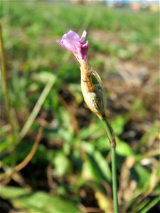Sprossende Felsennelke (Petrorhagia prolifera) an der Saar in Saarbrücken