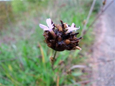 Sprossende Felsennelke (Petrorhagia prolifera) an den Oftersheimer Dünen
