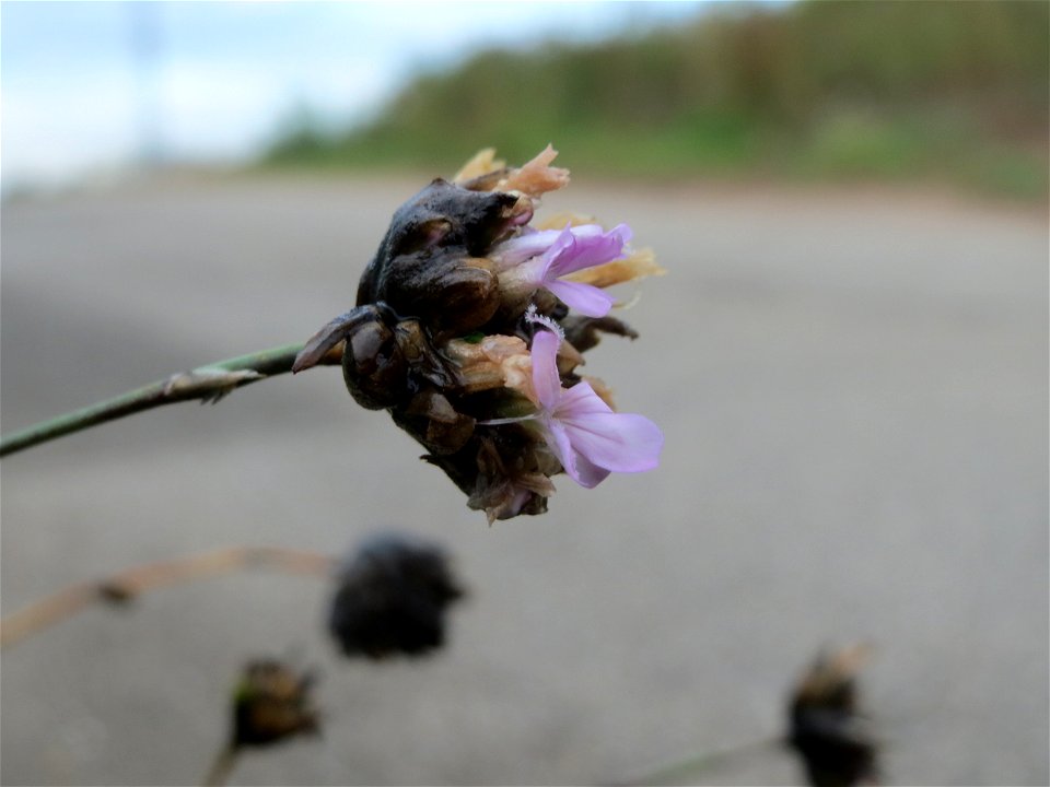 Sprossende Felsennelke (Petrorhagia prolifera) an den Oftersheimer Dünen
