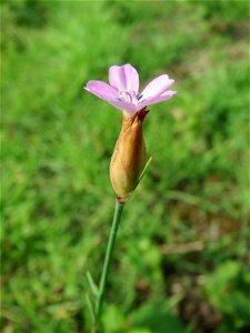 Sprossende Felsennelke (Petrorhagia prolifera) auf der Friedenshöhe (Naturschutzgebiet Oftersheimer Dünen)