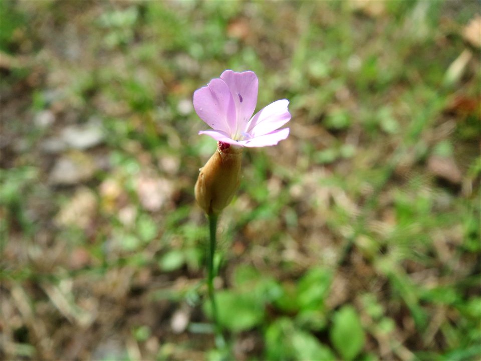 Sprossende Felsennelke (Petrorhagia prolifera) an der Mainzer Straße in Saarbrücken