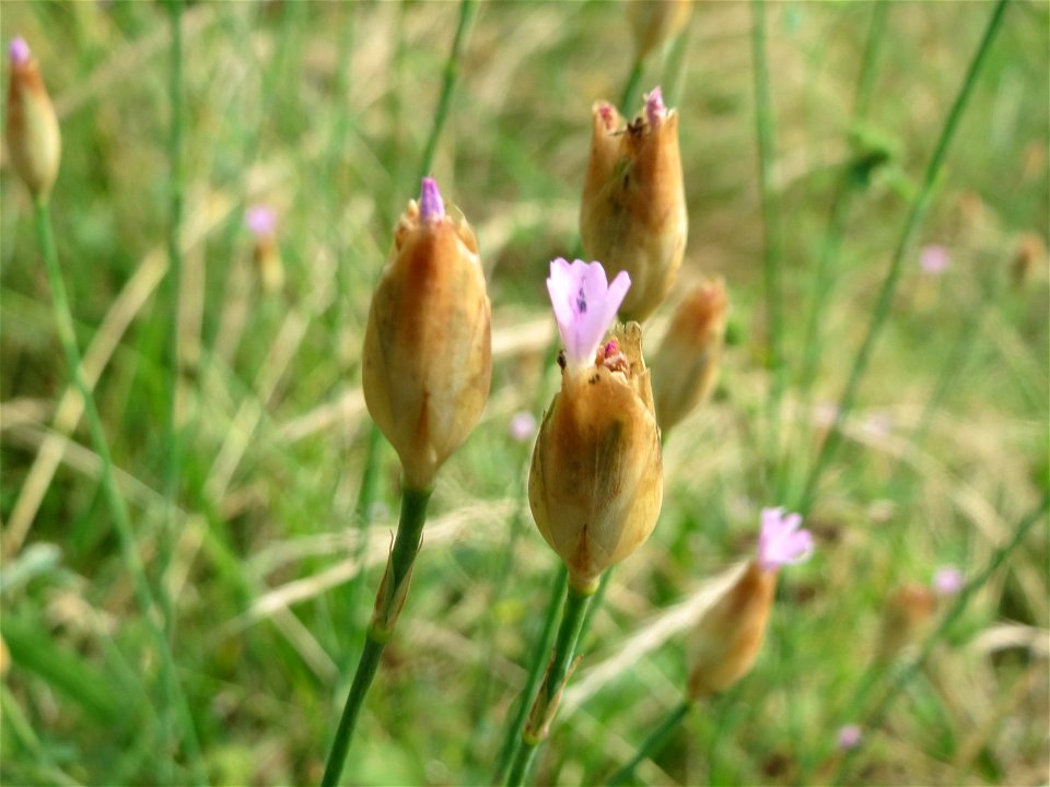 Sprossende Felsennelke (Petrorhagia prolifera) im Hockenheimer Rheinbogen