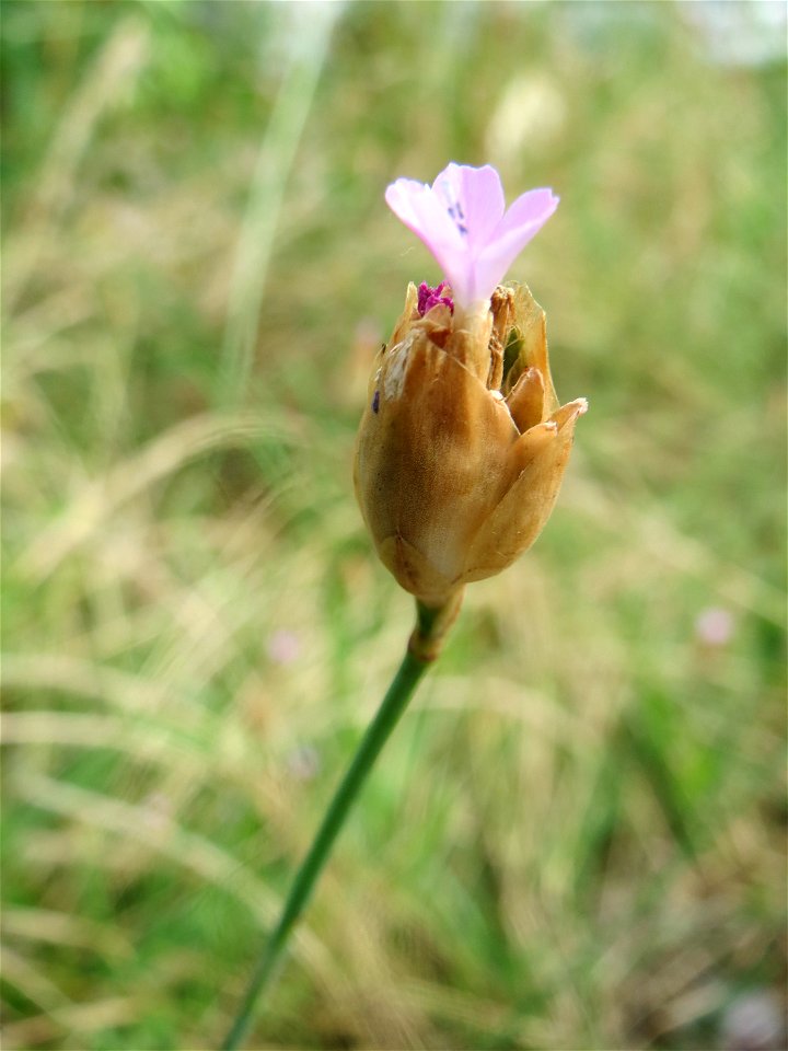 Sprossende Felsennelke (Petrorhagia prolifera) im Hockenheimer Rheinbogen
