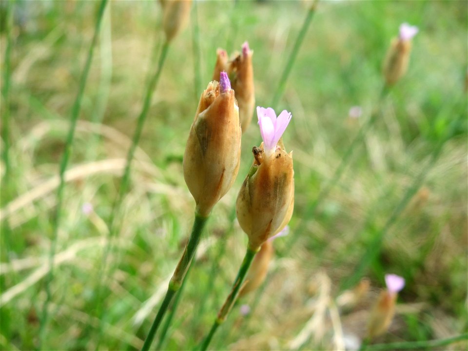 Sprossende Felsennelke (Petrorhagia prolifera) im Hockenheimer Rheinbogen