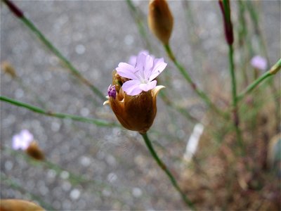 Sprossende Felsennelke (Petrorhagia prolifera) in Hockenheim
